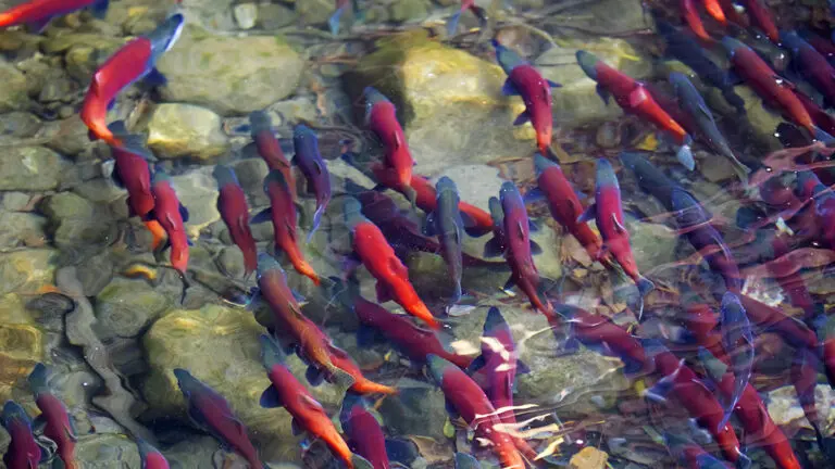 Why do salmon swim upstream.