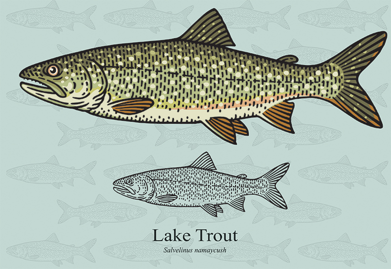 A drawing of lake trout. Lake trout, like other fish, don't age as human beings do. In some sense, trout grow younger over time. 