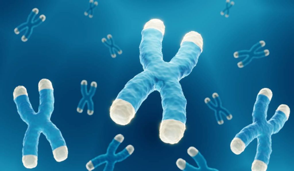 A rendering of telomeres, the genetic structures that underlie aging. 