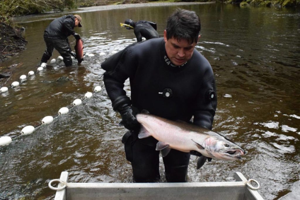 Photo of a Haida fisheries worker handling a coho salmon as part of a research project.