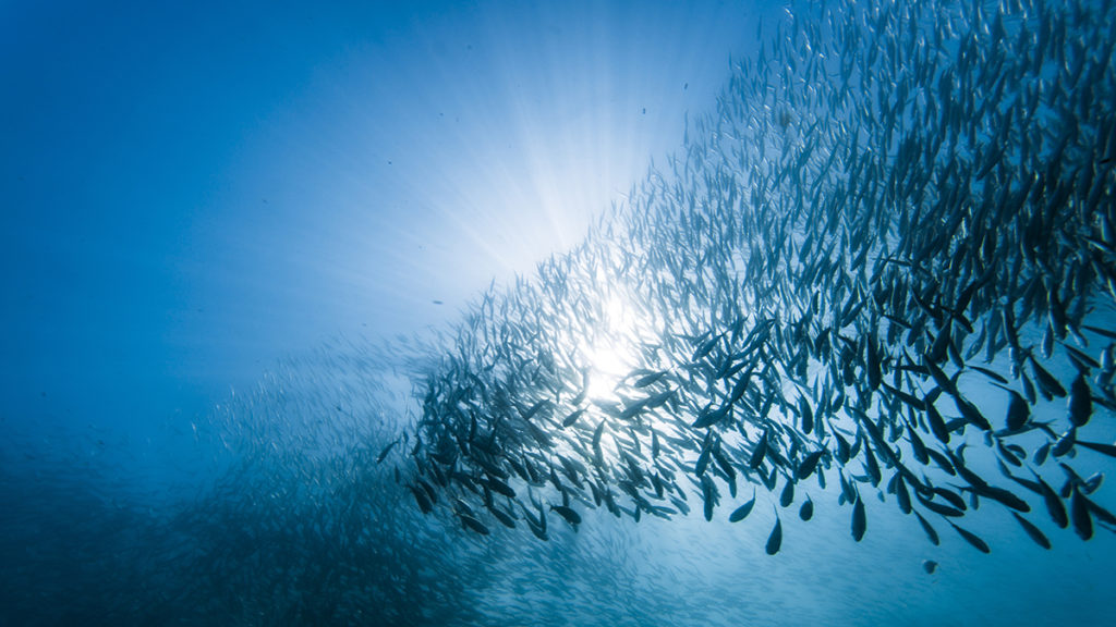 School of sardines under water