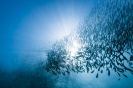 School of sardines under water