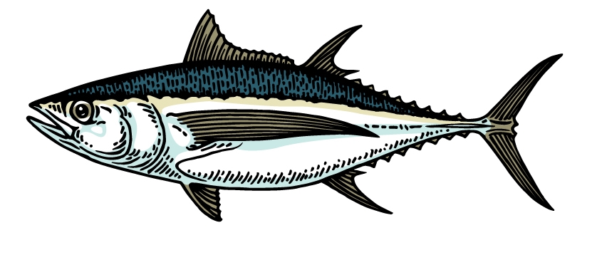 Albacore Tuna illustration