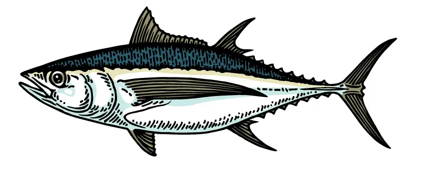 Albacore Tuna illustration