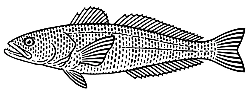 Chilean Sea Bass illustration
