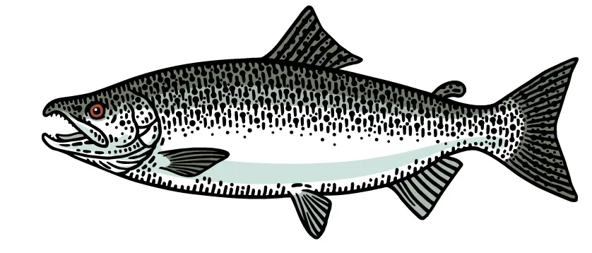 ChinookKingSalmon