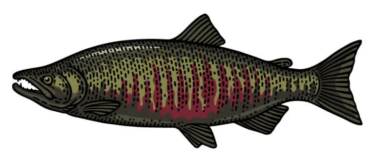 ChumSalmon