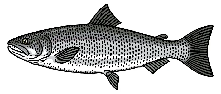 Silver Salmon recipes, Coho Salmon illustration