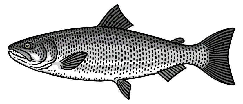 CohoSalmon