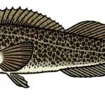 What the Heck is Lingcod?