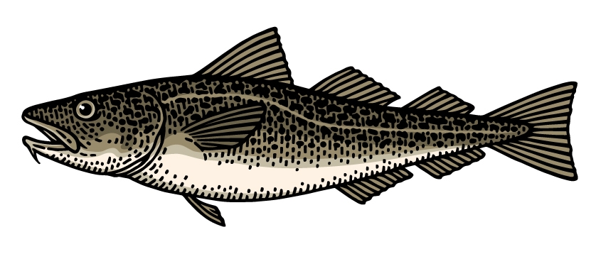 Pacific Cod illustration