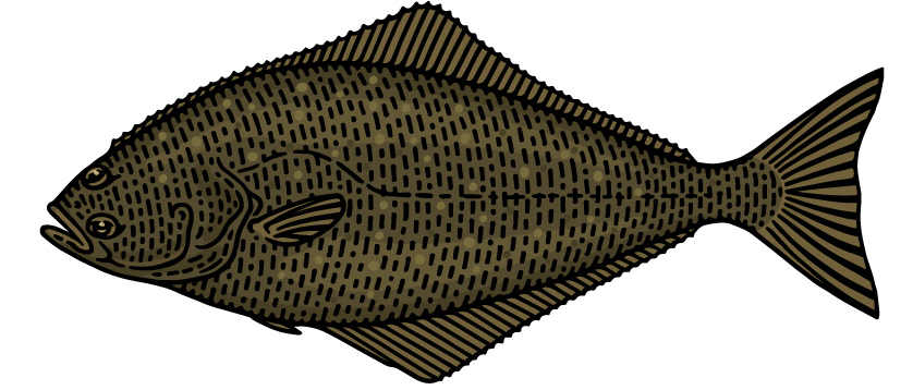 Pacific-Halibut