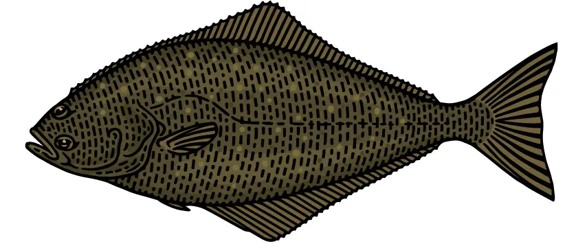 Whitefish recipes: Pacific Halibut illustration