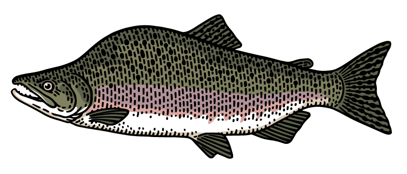 PinkHumpbackSalmon