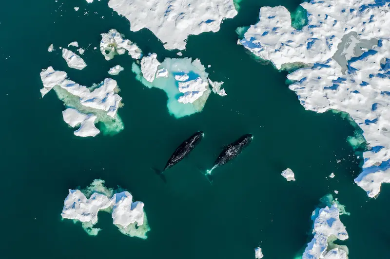 Bowhead whale surrounded by arctic ice.