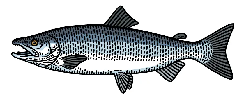 SockEyeSalmon