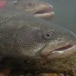 Meet the Siberian Taimen: The Monster Salmon