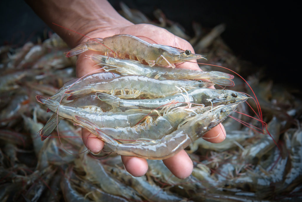 seafood labels with whiteleg shrimp held in a hand.