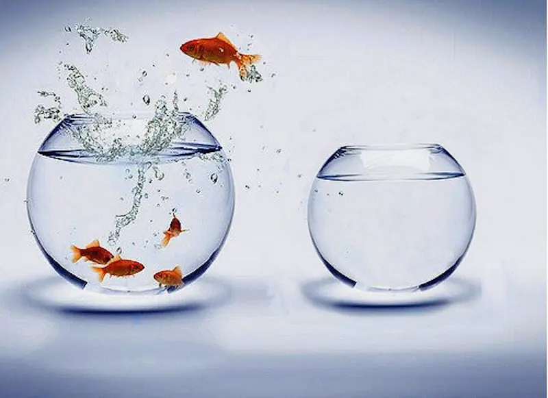 A photo of fish expressions, goldfish jumping out of a bowl. 