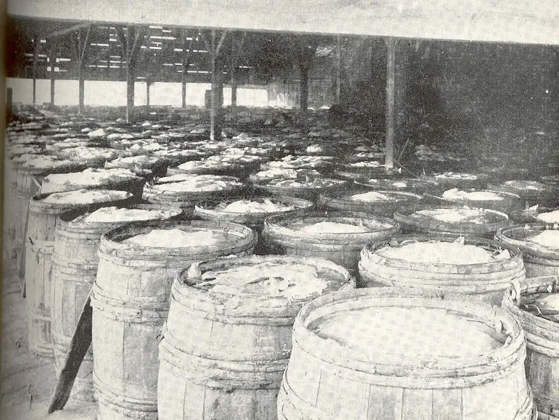 A photo of fish expressions, salted cod in barrels.