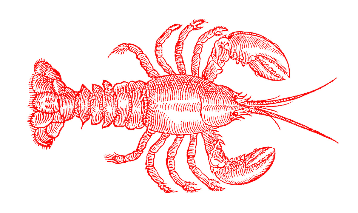 Lobster Facts Vital Choice Blog