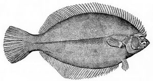 A photo of fish expressions, a flounder.
