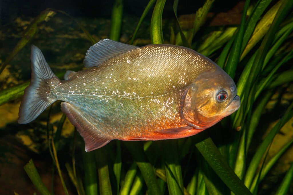 fish expressions pygocentrus nattereri karlsruhe zoo