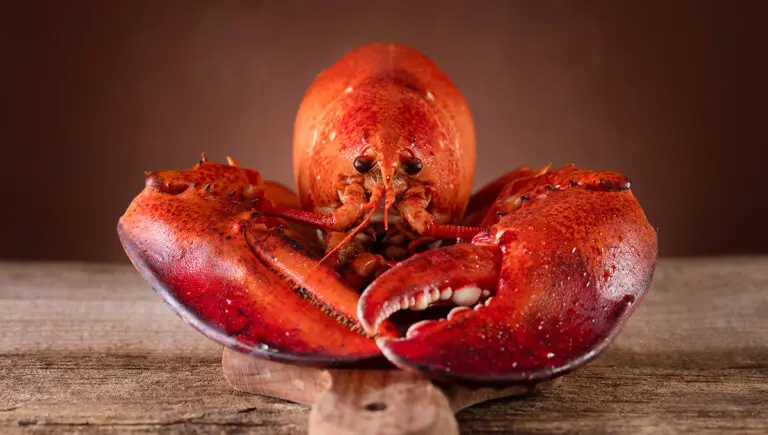 lobster facts with a red lobster on cutting board on wooden background.