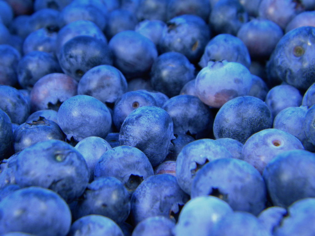 Bundle_of_Blueberries_(Unsplash)