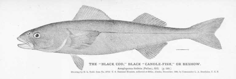 FMIB_50933__Black_Cod__Black__Candle-Fish__or_Beshow