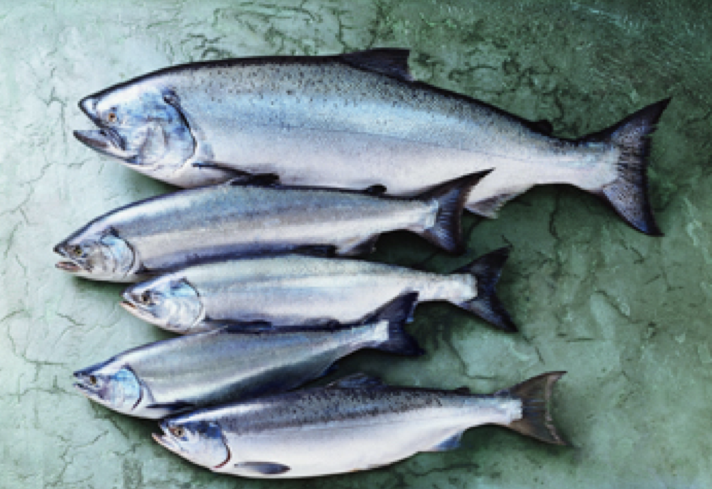 A photo of omega-3 salmon, including king, silver, keta, pink and sockeye