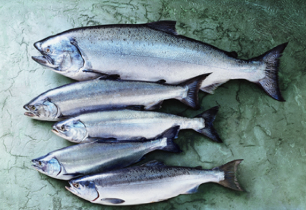 salmon-species_350x272_text