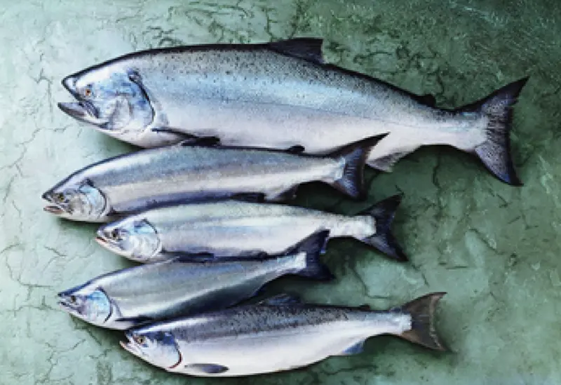 Omega-3 salmon types.