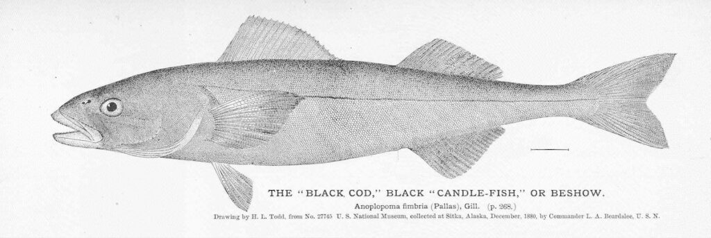 sablefish illustration