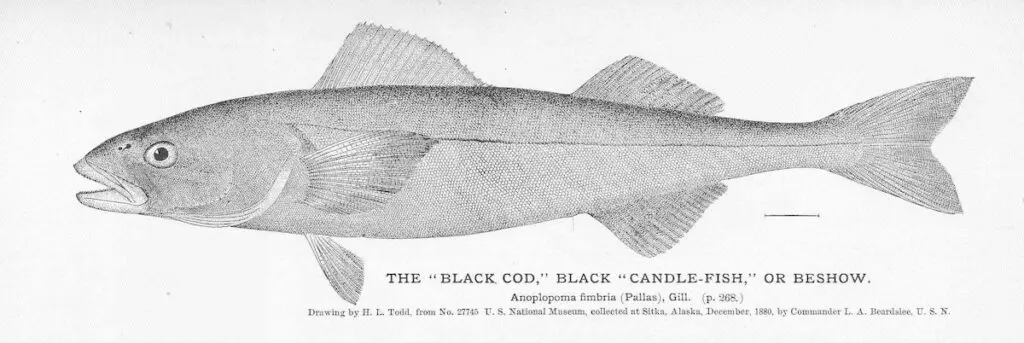 sablefish illustration