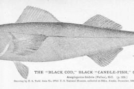 sablefish illustration