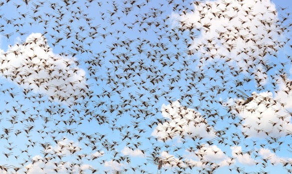 A photo of a swarm of locusts, an amazing gathering.