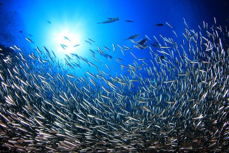 A photo of a large gathering of herring.