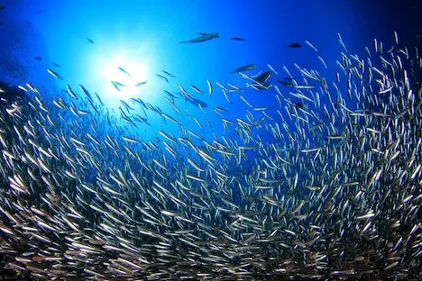 A photo of a large gathering of herring.