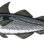 Haddock Facts and More