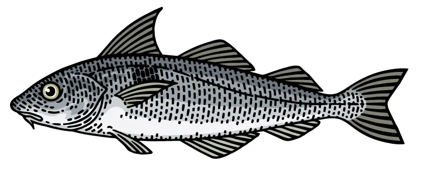 fish fry haddock drawing