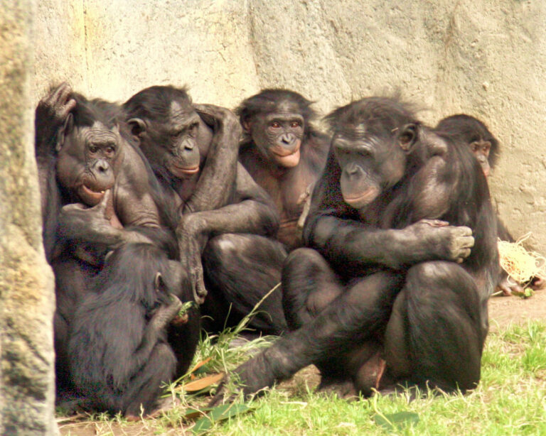 bobobo apes in a group