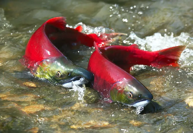 Salmon run - Millions of sockeye are intentionally not caught so they can return to headwaters to spawn. 