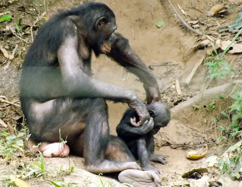 bonobo ape mother child