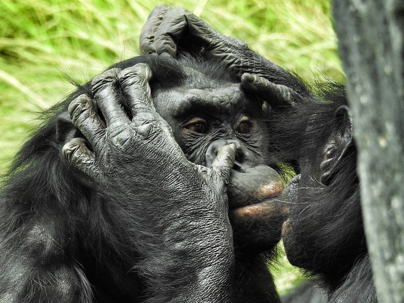bonobo apes pair