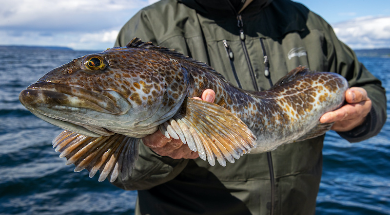 Phot of lingcod recently caught by fisherman.