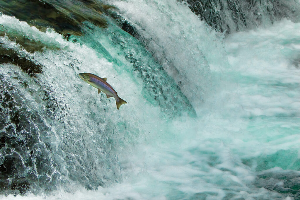 Alaska seafood salmon leaping