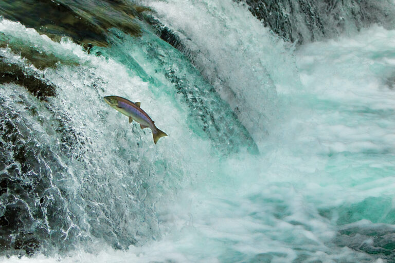 The Copper River King is Wild Salmon Royalty