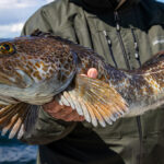 What the Heck is Lingcod?