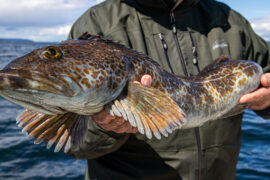 Lingcod caught in Puget Sound.